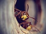Wespen worden agressief bij trillingen en snelle bewegingen